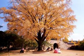 10 điểm miễn phí cho người lần đầu du lịch Seoul vào mùa thu