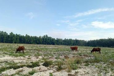 Thanh tra vào cuộc vụ Công ty Địa ốc City Land bán đất nền trái luật