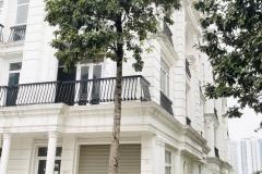NÓNG: Louis City Đại Mỗ II- LÔ GÓC 3 THOÁNG-105m 5 tầng giá chỉ 29 tỷ (có tl), trước