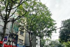 Bán nhà mặt phố Hoàng Hoa Thám, 125m MT siêu đẹp, giá chỉ 44 tỷ