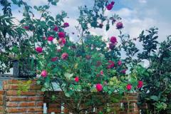 Villa Đà Lạt, Chị hạ thêm 5tỷ để bán villa đẹp Đà Lạt có sân vườn và đang kinh doanh ful