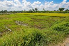 Giảm 100tr! Đất SHR HXH 246m2, Nở hậu – Trần Thị Năm Q12 SS