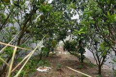 Bán đất cực đẹp Oto tránh Đồng Phố, Tân Dân Phú Xuyên